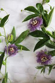 Calming And Anti Anxiety Benefits Of Passionflower Culinary Witch