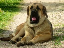 Pin De Lone Wolf En Mis Mastines Espanoles Mastin Espanol Razas De Perros Perros