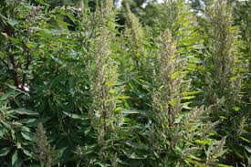 Image result for Chenopodium olukondae