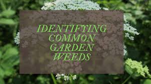 To help you identify the different types, we've listed the characteristics of the most common weeds you may find and how they may affect your garden. Common Garden Weeds Uk A Complete Identification Guide