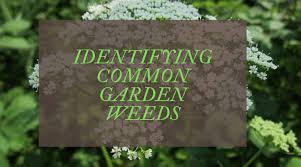 There are hundreds of different kinds of weeds that can crop up in your garden, from grassy weeds that grow within your lawn, to broadleaf weeds and vines. Common Garden Weeds Uk A Complete Identification Guide