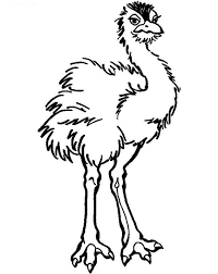 Free Printable Ostrich Coloring Pages For Kids In 2020 Toddler Coloring Book Animal Coloring Pages Coloring Pages For Kids