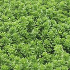 Image result for Sedum ruwenzoriense