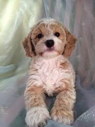 If you're looking to adopt or buy a bully puppy today please feel free to contact us directly through our. Cockapoo Puppies For Sale Cockapoo Breeder In Iowa