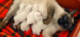 It is believed that siamese are descended from the sacred temple cats in siam, now called pricing on siamese usually depends on type, applicable markings, and bloodlines distinguished by. Kittens Blue Eyes Cattery