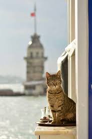 Kiz Kulesi Ve Kedi Kedi Kediler Ve Yavrulari Guzel Kediler
