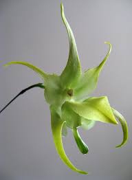 Image result for Aeranthes