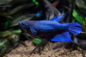Sadly, the male betta fish is often favored over the female for its longer tail and dominating the subfamily macropodusinae are also referred to as paradise fish and include the genus betta, genus. Breeding Betta Fish From Selecting A Pair To Raising The Fry Fishkeeping World