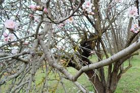 Appearing just before the leaves unfurl, flowering almond is one of the first to blossom each spring. Almond Tree Pruning Wikifarmer