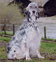 Black And White English Setter Puppies For Sale English Setters Dog Photo Setters Irish Red And White Setters And Black And Tan Gordon Setters English Setter Dogs English Setter Most Beautiful Dogs