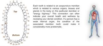 Meridian Tooth Chart The Relationship Between Teeth Vital