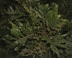 Image result for Filicium decipiens