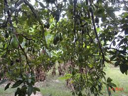 Players can obtain avocado trees by buying avocado tree saplings from cletus. Pin On Avocado