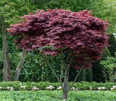 Ahorn / japanischer ahorn japanische ahorne verdanken ihr ansehen einer malerischen krone, die mit zunehmendem alter immer ausladender wird. Dehner Japanischer Facherahorn Atropurpureum Roter Facherahorn Schale Dehner