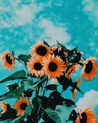 Summer aesthetic wallpapers on wallpaperdog. Aesthetic Summer Sunflowers New Paint By Numbers Canvas Paint By Numbers