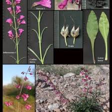 Image result for Plantaginaceae