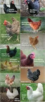 He created the chickens for two reasons: 22 Chicken Breeds Chart Ideas Chicken Breeds Chickens Backyard Chickens And Roosters