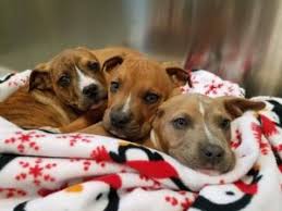 Ross lane, medford, or 97501 Dogs Cats At The Rogue Valley Humane Society Grants Pass Or