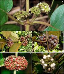 Image result for Sabicea venosa