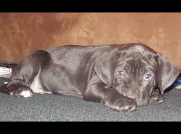Puppyfinder.com is your source for finding an ideal puppy for sale in utah, usa area. Ksl Com Classifieds Photo Viewer Boxador Puppies Puppies Boxador Puppies For Sale