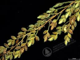 Image result for Cyperus tenuiculmis