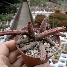 Image result for Huernia volkartii