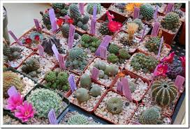 It was delivered on time and perfect. Sacramento Cactus Amp Succulent Society 2013 Show And Sale Recap