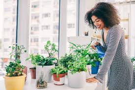Check spelling or type a new query. 23 Best Apartment Plants To Freshen Up Your Space Apartmentguide Com