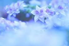みんなが撮影した紫陽花（アジサイ）の写真 | GANREF