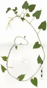 Image result for Merremia emarginata