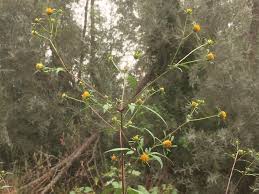 Image result for Bidens flagellata