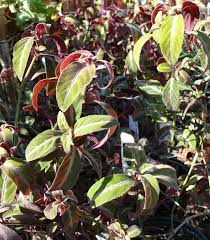 Image result for Ruellia makoyana