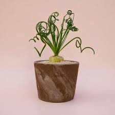 Image result for Albuca sp. no. 1