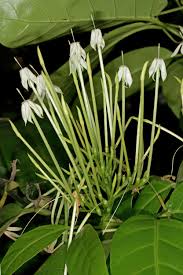 Image result for Oxyanthus pyriformis