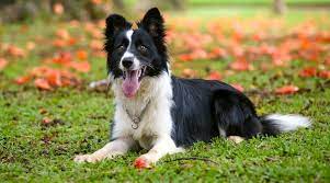 Do Border Collies Shed Yes But Here S How To Manage It
