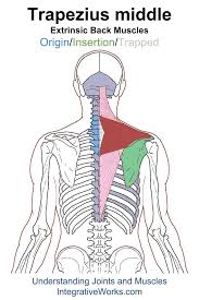 Integrates anatomy and physiology of cells, tissues, organs, the systems of the human body, and mechanisms responsible for homeostasis. Pin On Back Extrinsic Origin Insertion