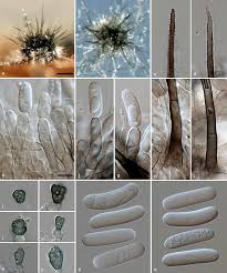 Image result for Chlorophytum macrosporum