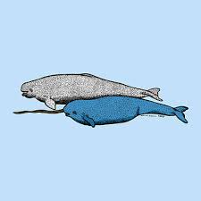 The animals are listed in alphabetical order. Beluga Whale Drawings Fine Art America