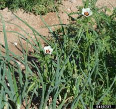 Image result for Hibiscus tridactylites