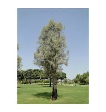 Image result for Rhynchosia albissima