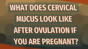 Creamy mucus is a more favorable sign regarding egg embedment. What Does Cervical Mucus Look Like After Ovulation If You Are Pregnant Youtube