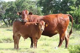 Beefmaster Cruce 1 2 Brahma 1 4 Shorthorn Y 1 4 Hereford Ganado Vacuno Vacas Holstein Ganado