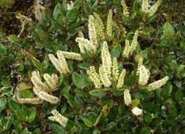 Image result for Cunoniaceae