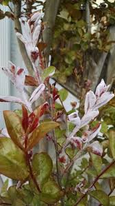 Another common problem is leaf spot (cercospora lythracearum), which resembles dark brown spots on the leaves that then turn yellow and fall off. Crepe Myrtle Leaf Problems Gardening Forums