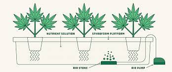 Nuova Guida Alla Coltivazione Idroponica Grow Shop Italia