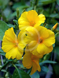 Image result for Reinwardtia indica