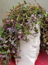 Don T Have A Green Thumb Follow This Advice And You Soon Will Plants Plant Aesthetic Pretty Plants