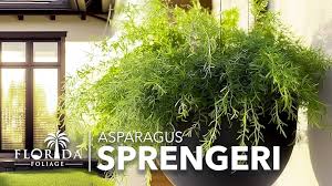 Image result for A. densiflorus Sprengeri