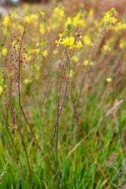 Image result for Trachyandra saltii