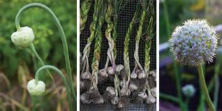 Plant in the fall for harvest the following spring, summer, or early fall. Plant Garlic In October For Warm Season Scapes Cloves And Blooms Charleston Sc Charleston Magazine